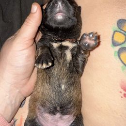 Meerkat - Fawn female Belgian Malinois puppy in Briggs, Texas from Madhouse’s Belgian Malinois and German Shepherds