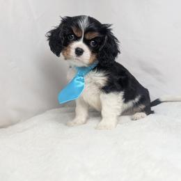 George - Black and tan male Cavalier King Charles Spaniel puppy in Seymour, Missouri from Painted Blessing's AKC Cavaliers LLC