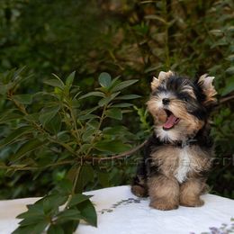 Yorkshire Terrier Puppies from Lightsome Yorkies