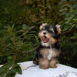 Yorkshire Terrier Puppies from Lightsome Yorkies