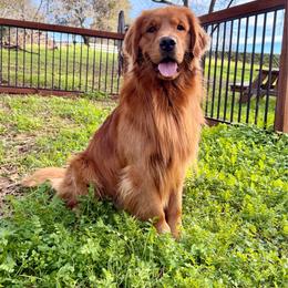 Romeo - Golden Retriever