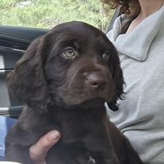 Red collar - Chocolate male Boykin Spaniel puppy in Haslett, Michigan from Schroeder Boykins