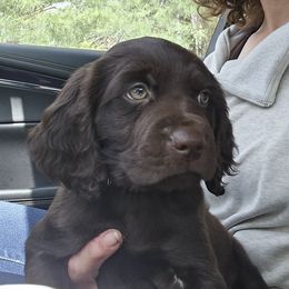 Red collar - Chocolate male Boykin Spaniel puppy in Haslett, Michigan from Schroeder Boykins