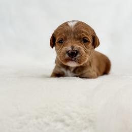 Heart - Apricot female Goldendoodle puppy in Twin Falls, Idaho from Magic Valley Family Doodles