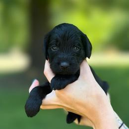 Orange girl - Black female Goldendoodle puppy in Valdese, North Carolina from Doodling All Day Goldendoodles