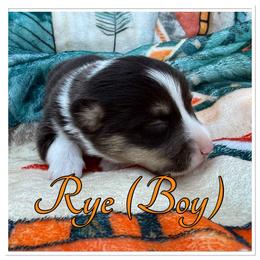 Rye - Black and white male American Corgi puppy in Scottown, Ohio from Wyndy Ridge Corgis