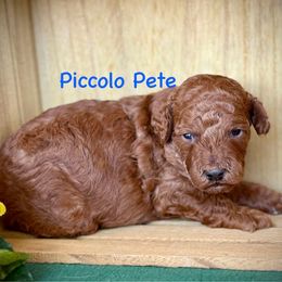 Piccolo Pete - Apricot male Aussiedoodle puppy in Chino Valley, Arizona from BlueZion Aussies