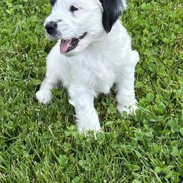 Bouvier des Flandres and Tibetan Terrier Puppies from Perrin Bouviers