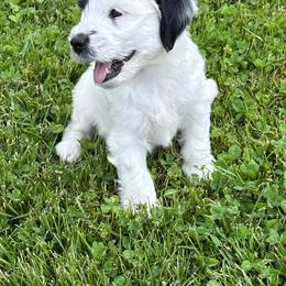 Bouvier des Flandres and Tibetan Terrier Puppies from Perrin Bouviers