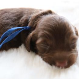 Hershey - Chocolate and tan male Dachshund puppy in Peebles, Ohio from Cave Valley Hounds