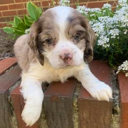 Male 1 - Brown and white male Cocker Spaniel puppy in Gadsden, Alabama from Rich Cat’s