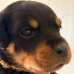 Girl 1 - female Rottweiler puppy in Hillsville, Pennsylvania from German Select Rottweilers