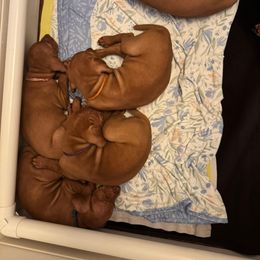 Girl 2 - Golden rust female Vizsla puppy in Lake City, Florida from Countryside Vizsla's