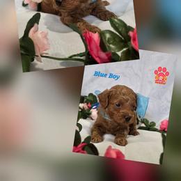 Blue - Red male Labradoodle puppy in Vancouver, Washington from Vancouver Doodles Buddies