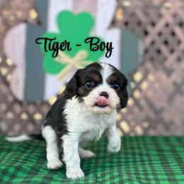 Tiger - Tri-color male Cavalier King Charles Spaniel puppy in North Smithfield, Rhode Island from Thundermist Cavaliers