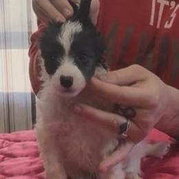 TopBrass Code Red 'Dewey' - White and black male Chinese Crested puppy in Auburn, Kansas from TopBrass Kennels