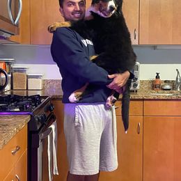 Bernese Mountain Dog Puppies from Lonesome Pine Farm