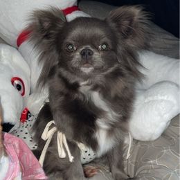 Ferg - Chihuahua