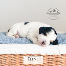 Goldendoodle Puppies from Eagle Mountain Doodles