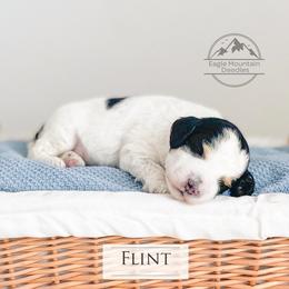 Goldendoodle Puppies from Eagle Mountain Doodles