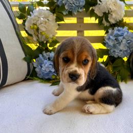 Baby boy - Black tan and white male Beagle puppy in Monticello, Georgia from Beaglelove