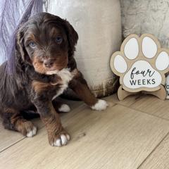 Bode Miller - male Australian Mountain Doodle puppy in Greenville, Ohio from Woodbriar Wags