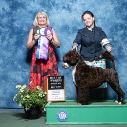 Portuguese Water Dog Puppies from Allegiance Portuguese Water Dogs