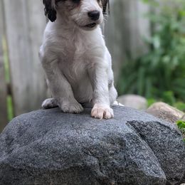 Companion Cross Puppies from Mandala Dogs