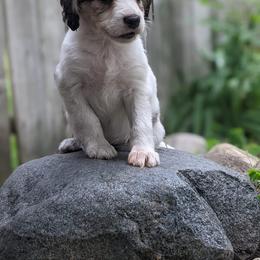 Companion Cross Puppies from Mandala Dogs