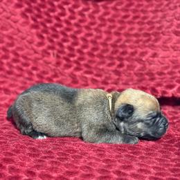 Silver Collar N - Fawn male Cane Corso puppy in Paris, Texas from Knucklehead Cane Corso