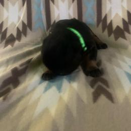 Boy 7 - Black and rust male Rottweiler puppy in Detroit, Michigan from Rottweiler Land