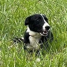 Flynn - Border Collie