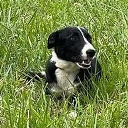Flynn - Border Collie