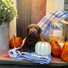 Dilute Retriever and Labrador Retriever Puppies from CKB Labradors
