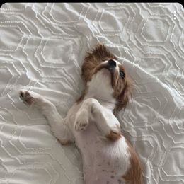 Cavalier King Charles Spaniel Puppies from Lori Van Doorn's Cavalier King Charles Spaniel
