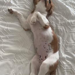 Cavalier King Charles Spaniel Puppies from Lori Van Doorn's Cavalier King Charles Spaniel