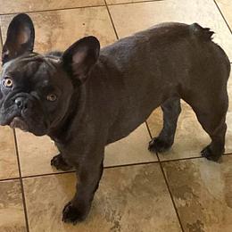 Ivy - French Bulldog