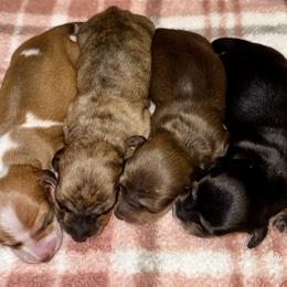 Girl 2 - Brindle female Dachshund puppy in Fredonia, Arizona from Desert Horizon Dachshunds