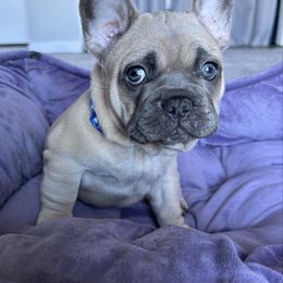 Bluey - Blue fawn male French Bulldog puppy in Kula, Hawaii from Upcountry Frenchies