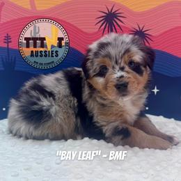 Bay Leaf - Blue merle female Australian Shepherd puppy in Tucson, Arizona from TTTNT Aussies