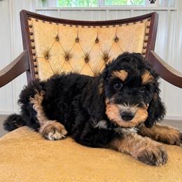 Casey - Phantom female Bernedoodle puppy in Savannah, Missouri from Rose Creek Mini Aussies and doodles