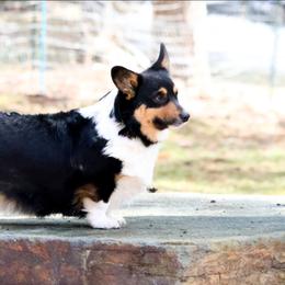Dory - Pembroke Welsh Corgi
