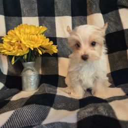 Sugar Cookie - Gold female Yorkshire Terrier puppy in Marble Hill, Missouri from LeGrands Parti Pups