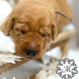 Gray Male - Yellow male Labrador Retriever puppy in Franklin, Virginia from Oak Hollow Retrievers