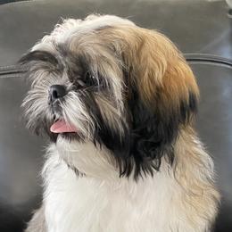 Shih Tzu Puppies from Willow Lane Shih Tzus