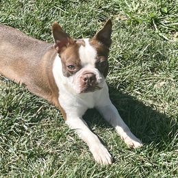 Lexus - Boston Terrier