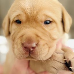 Labrador Retriever Puppies from Pleasant Valley Creekside Ranch, LLC