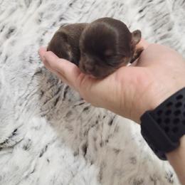 Chocolate tri girl - Chocolate and tan female Chihuahua puppy in Richmond, Virginia from Breens