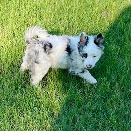 Clover - Black merle female Mudi puppy in Gladewater, Texas from Texas Mudi