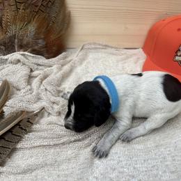 Blue - Black roan male German Shorthaired Pointer puppy in Roodhouse, Illinois from Hurricane Creek Gun Dogs